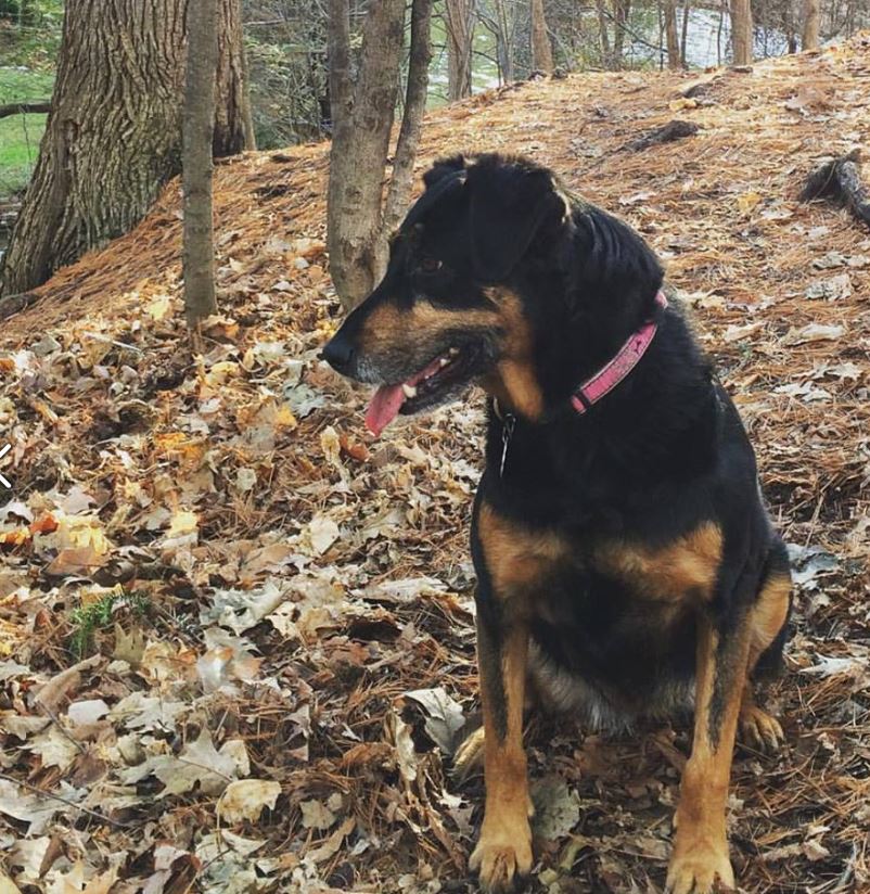 Will spiders bite my dog? Arthropod Ecology