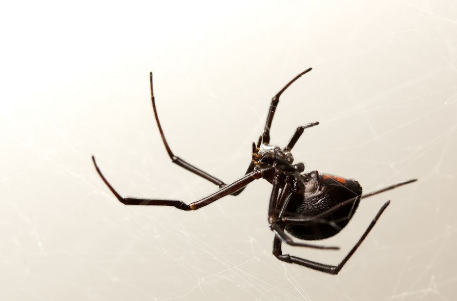 Dog Scared Of Spider