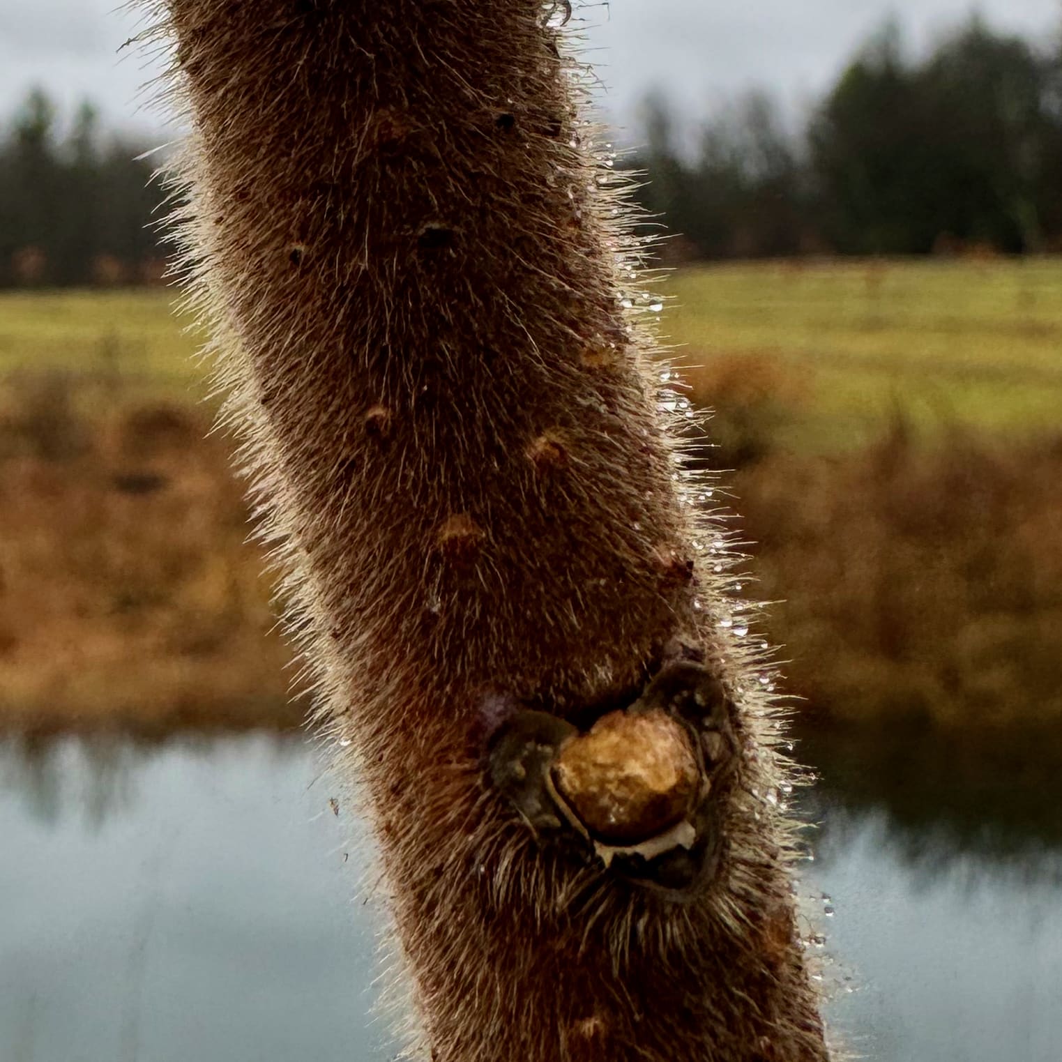 Staghorn Sumac Arthur's Point Farm
