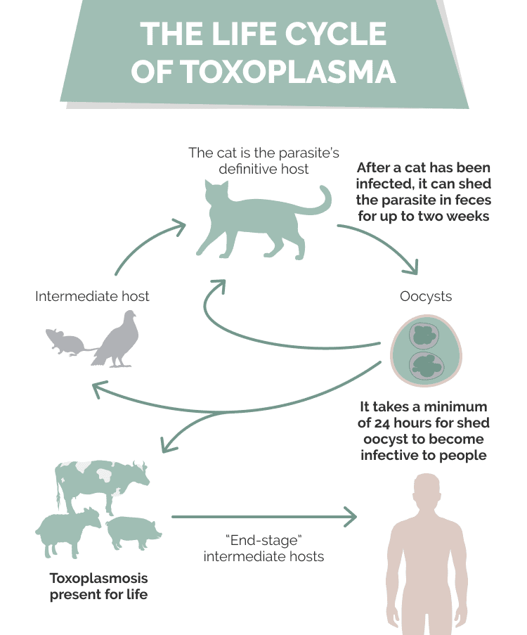 Can Indoor Cats Get Toxoplasmosis What You Need to Know! Hepper Pet