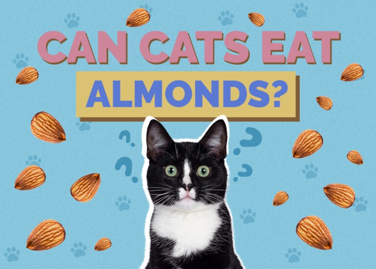 Can Cats Eat Almonds VetReviewed Facts &amp; Safety Tips Hepper Pet