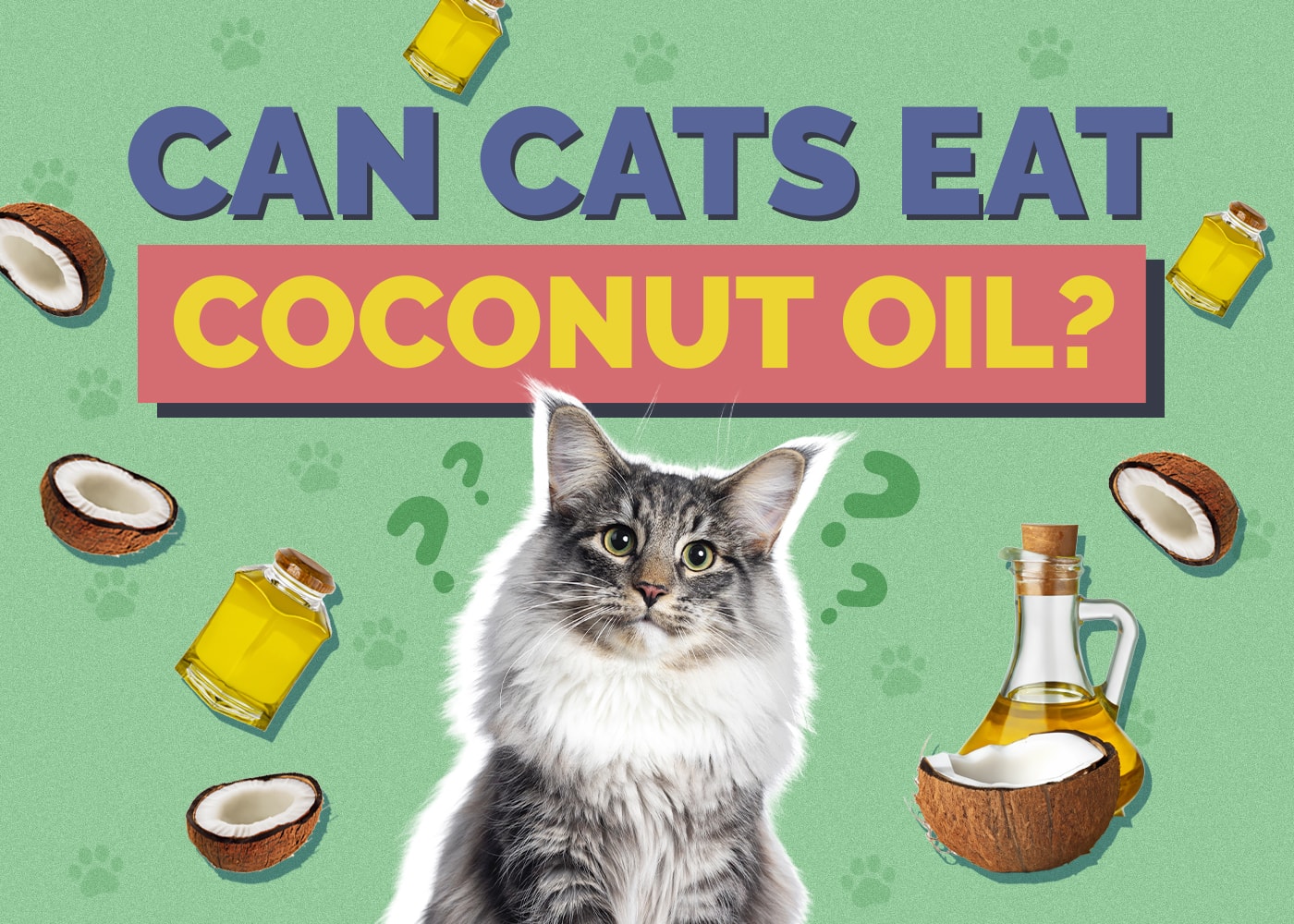 Can Cats Eat Coconut Oil VetReviewed Facts & Safety Guide Hepper