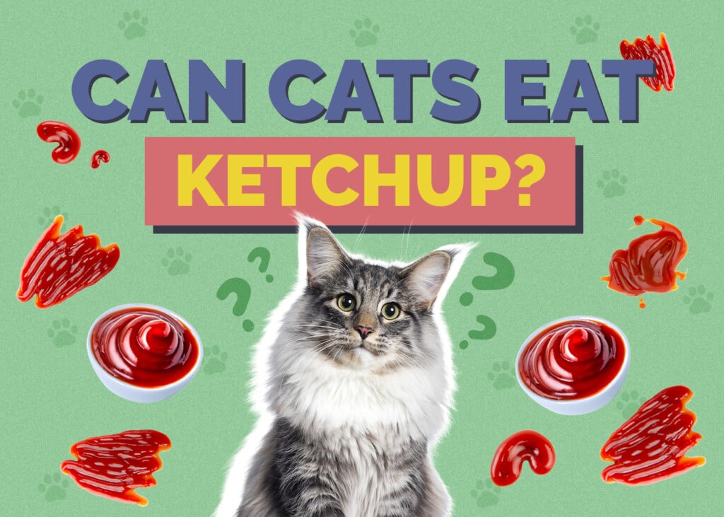 Can Cats Eat Ketchup VetReviewed Nutrition Facts Hepper Pet Resources