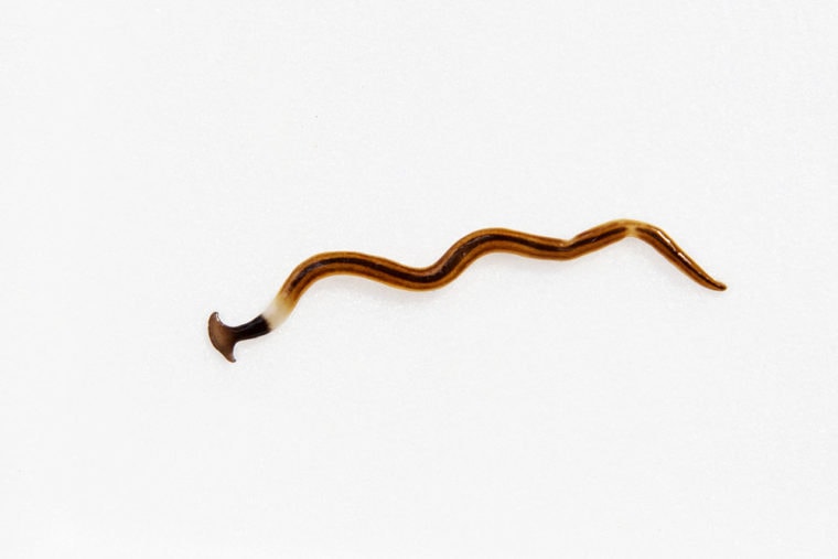 Hookworms in Cats Vet Reviewed Causes, Signs &amp; Treatments Hepper Pet