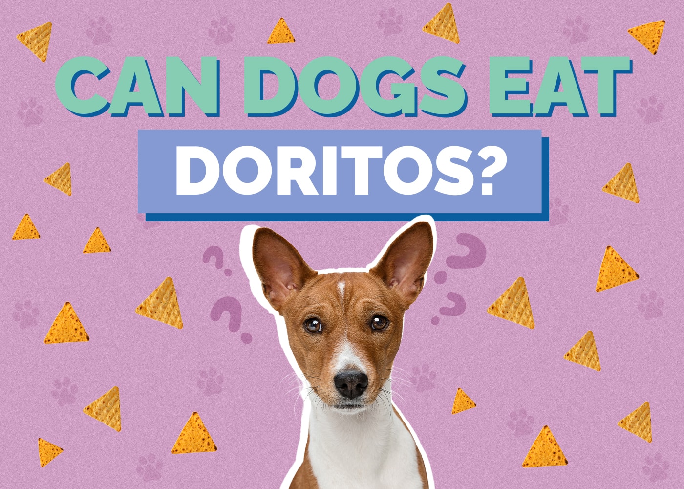 Can Cats Eat Doritos Nutritional Facts &amp; Safety Guide Hepper Pet