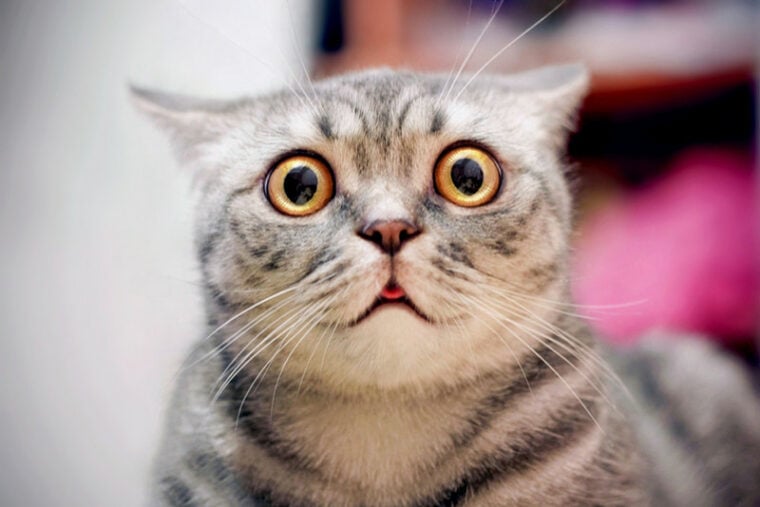 Do Cats Pee When They’re Scared VetApproved Cat Behavior Explanation
