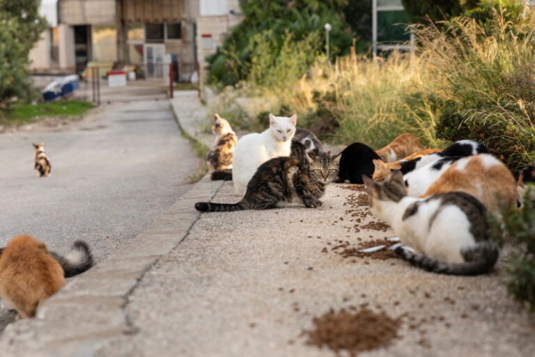Can a Feral Cat Be Tamed Our Comprehensive Guide Hepper Pet Resources