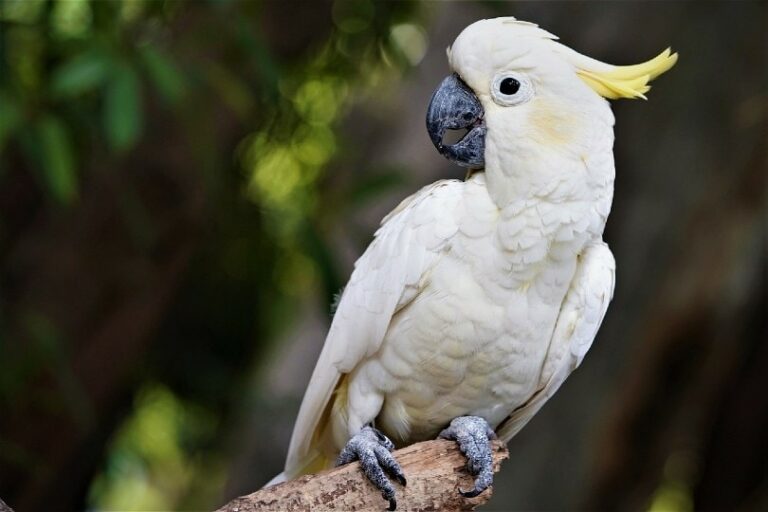 9 Largest Pet Parrot Breeds: Info, Pictures, Facts & History | Hepper