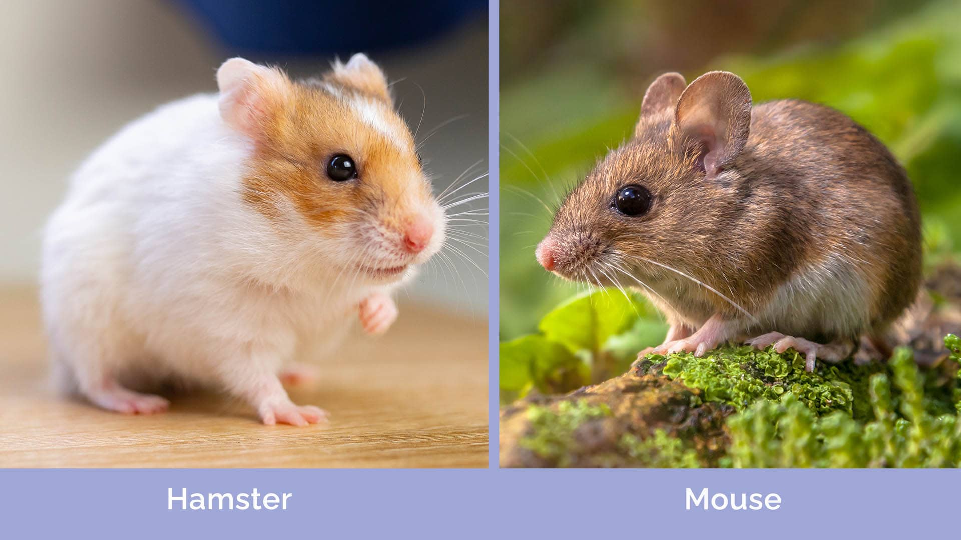 Deer Mouse Size Comparison