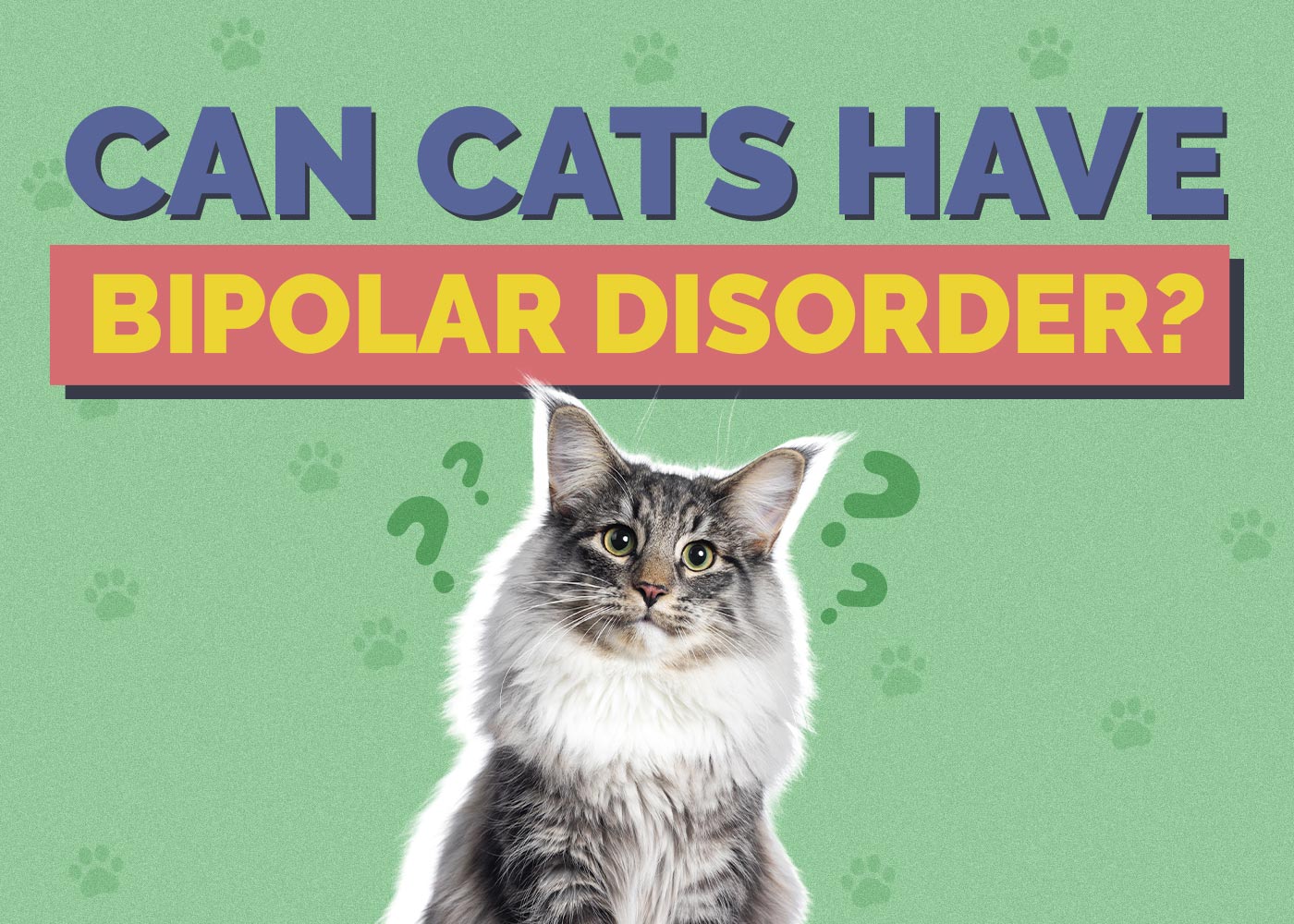 Can Cats Have Bipolar Disorder Our Vet Answers Hepper Pet Resources