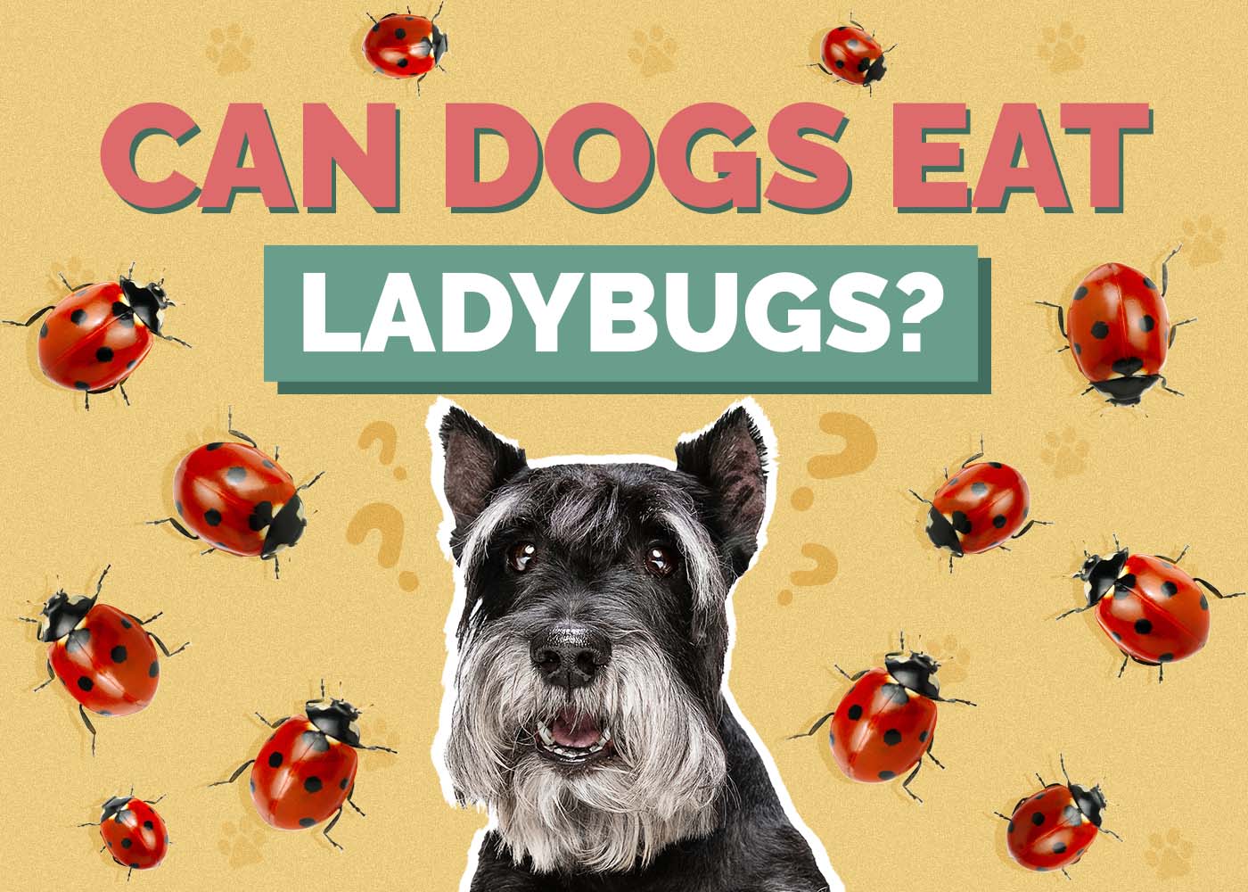 Can Dogs Eat Ladybugs VetReviewed Facts & FAQ Hepper Pet Resources