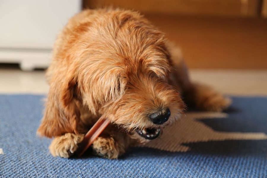 All You Need to Know About GoodRx for Pets Swagbucks Articles