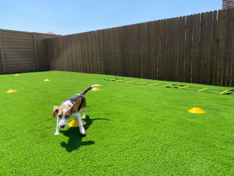 Artificial Turf for Dogs Artificial Grass Distributors