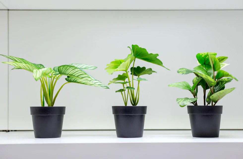 Identifying A Reliable Supplier Of Artificial Plants 5 Golden Tips