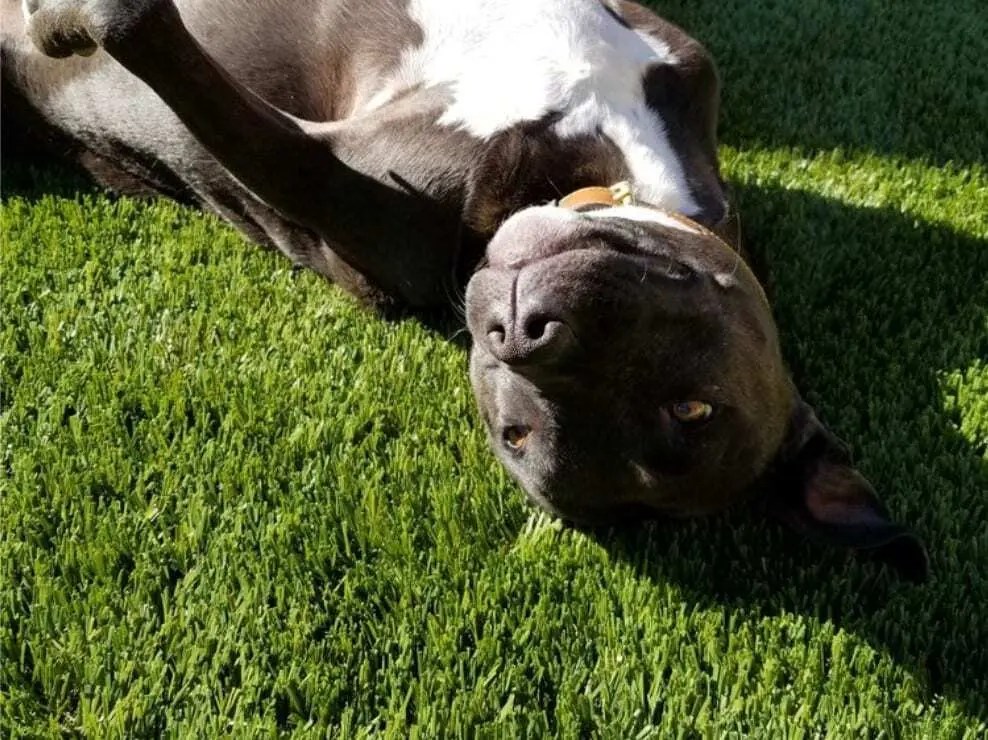 Artificial Grass Maintenance Supplies, Turf Installation Tools, Yorba Linda