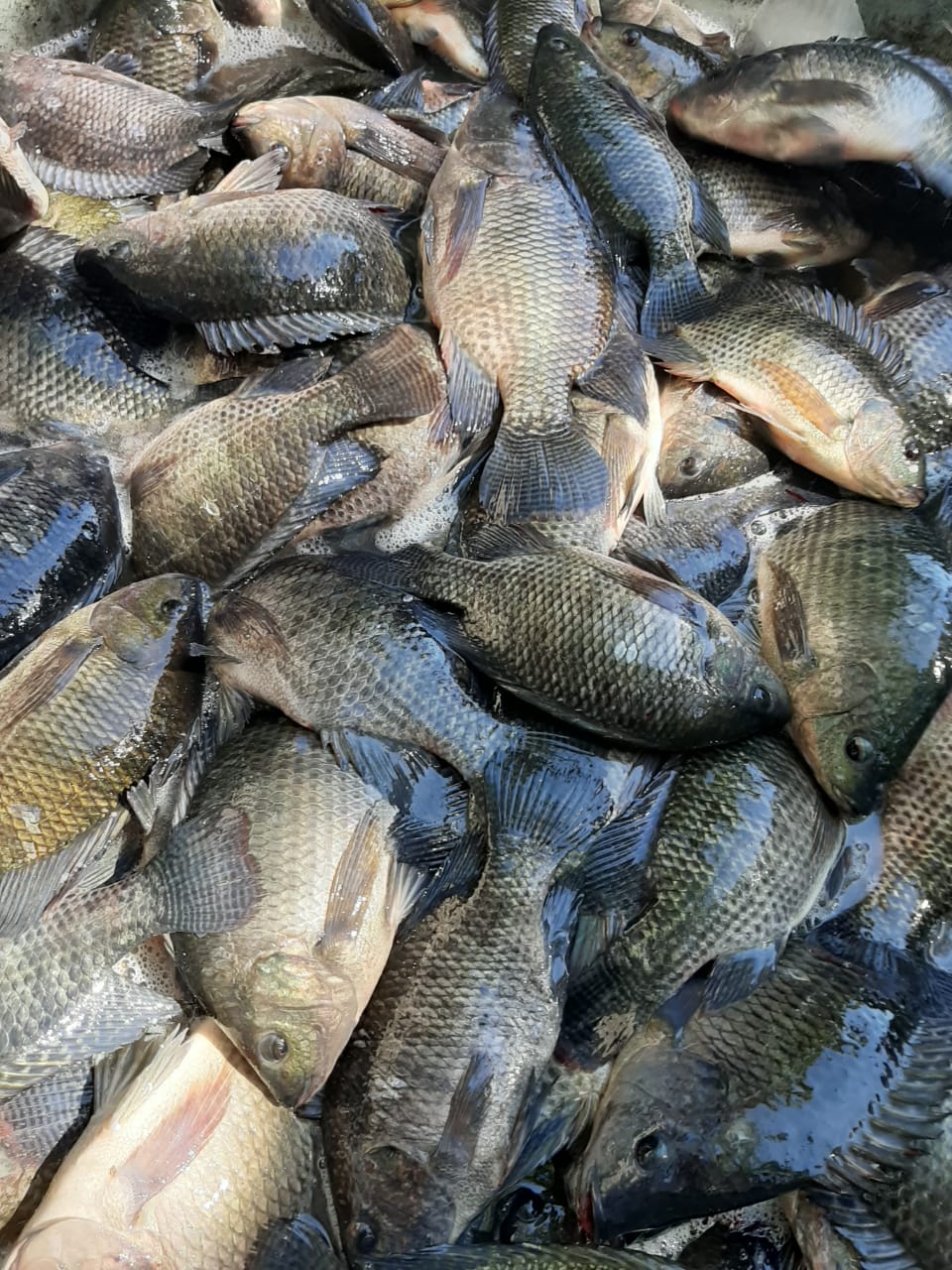 Alevines de Tilapia Artifiseas Crias de Tilapia para cultivo