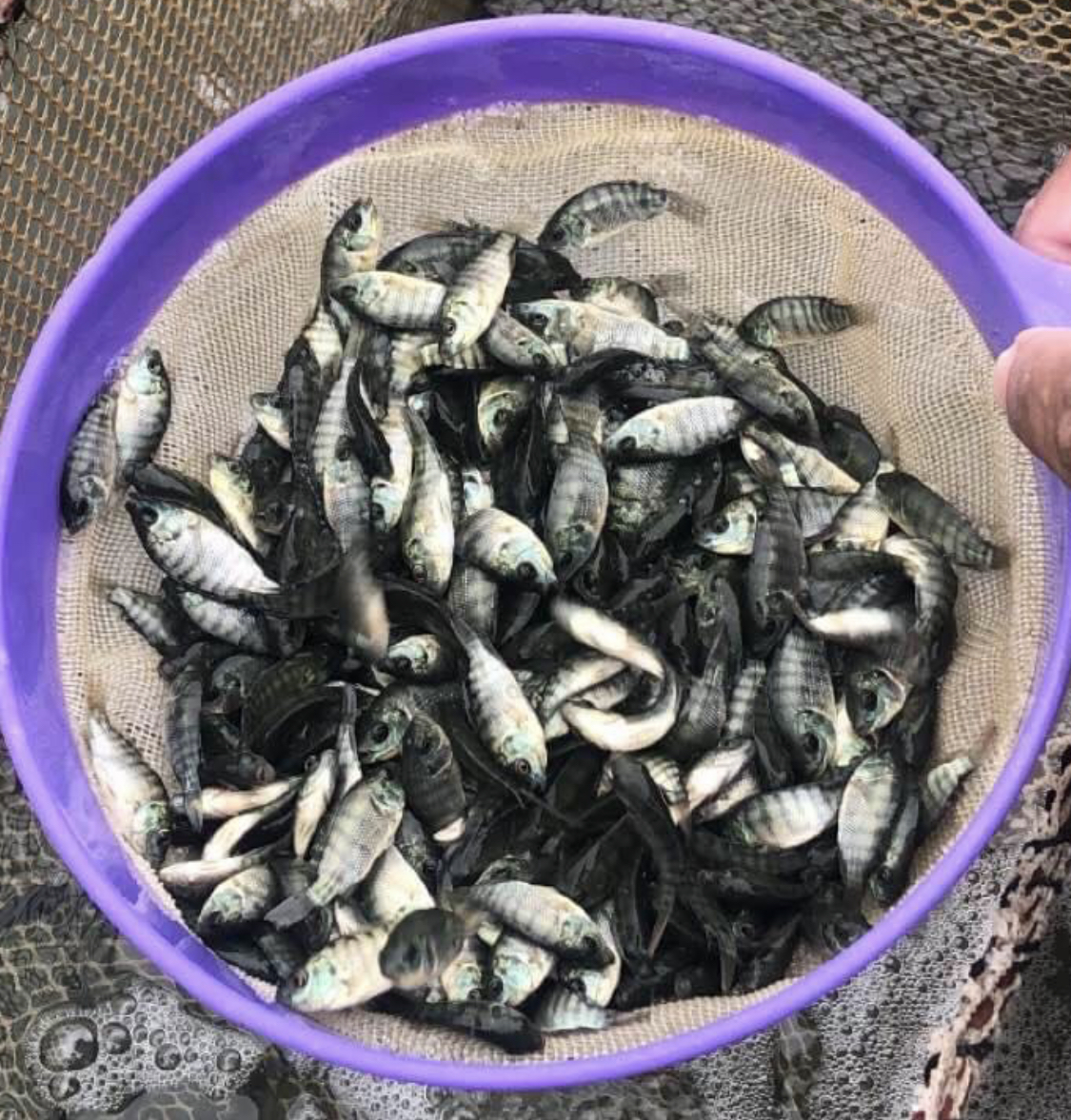 Criadero de Tilapia Artifiseas Alevines de tilapia