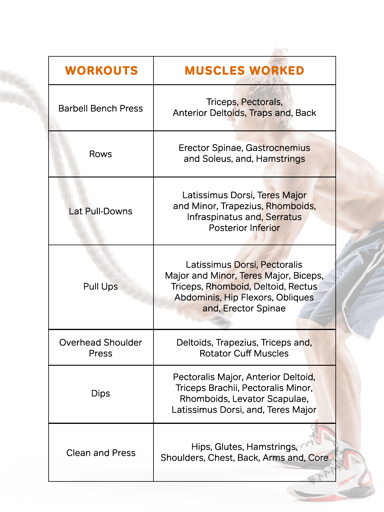 Compound Workout vs Isolation Workout Which One Is Better? Gympik Blog
