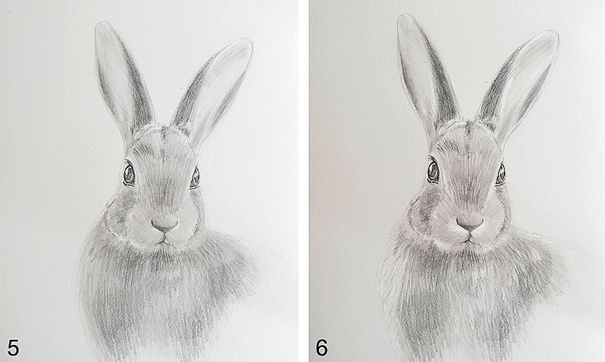 How to Draw a Bunny Face A StepbyStep Rabbit Drawing Guide