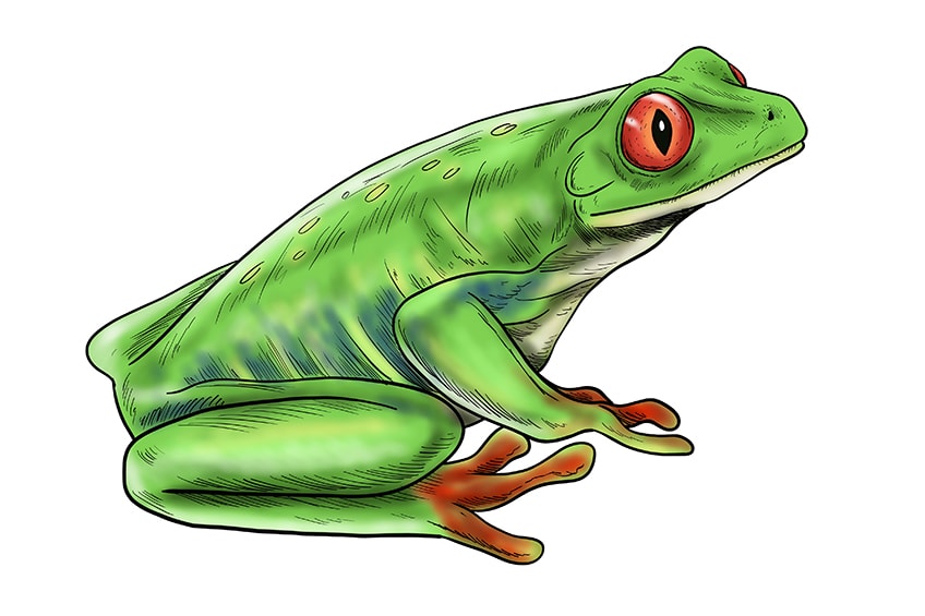 How to Draw a Frog Easy Steps TUTORIAL FindSource