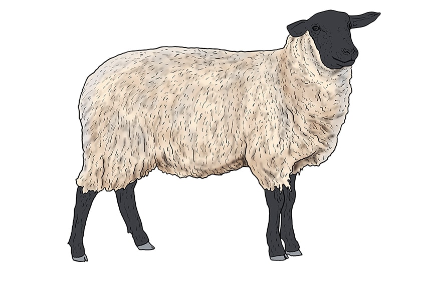 How to Draw a Sheep The Best Realistic Lamb Drawing Tutorial