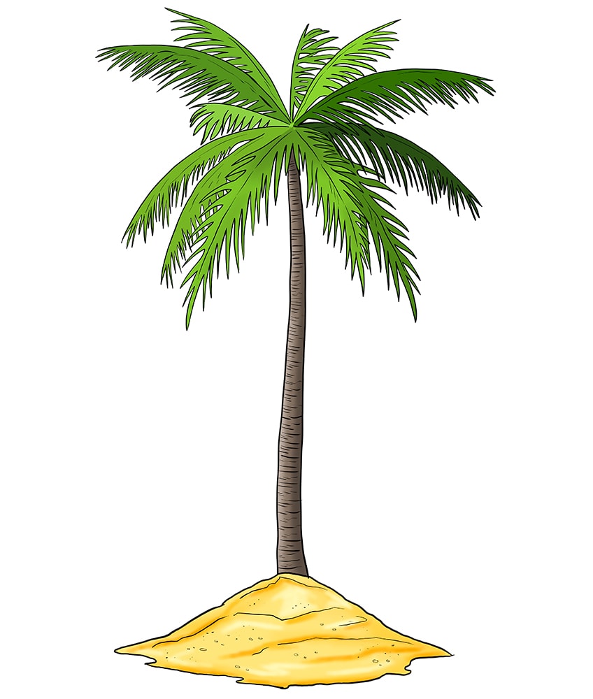 Palm Tree Drawing For Kids