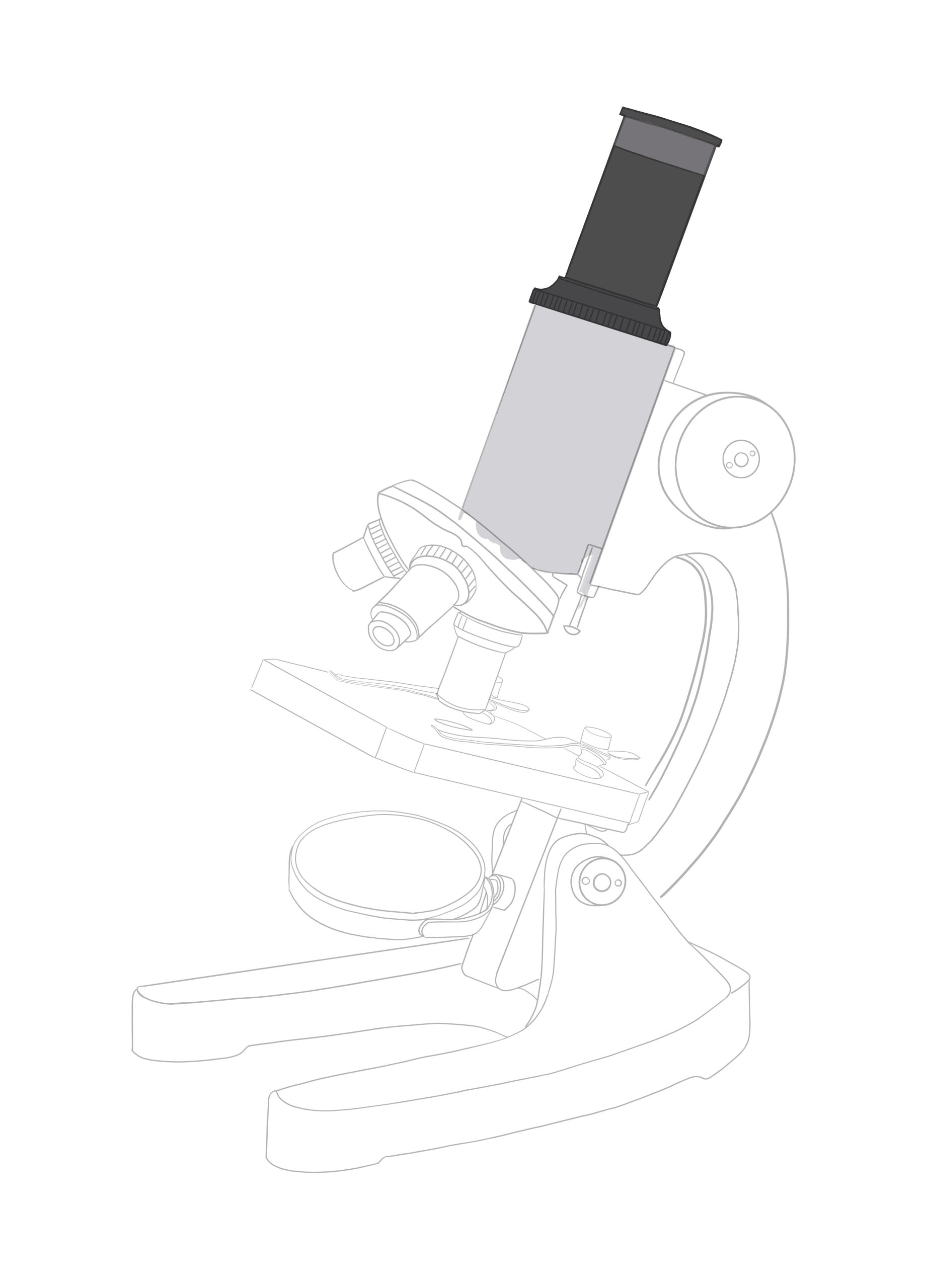 Update more than 78 compound microscope sketch diagram super hot in