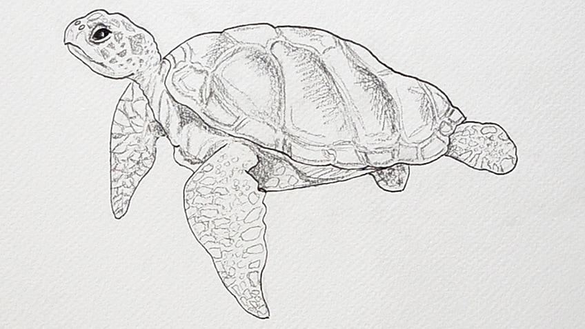 How To Draw A Realistic Turtle Drawing Realistic Turtle TikTok