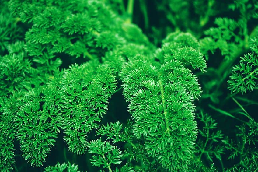 Forest Green Color Explore Unique Shades of Forest Green