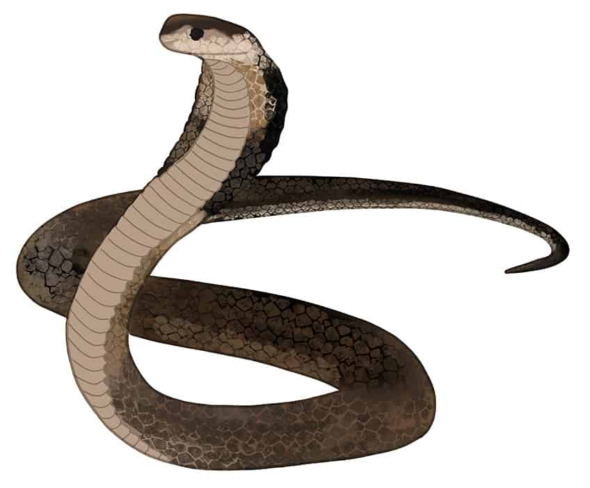 How To Draw A Snake