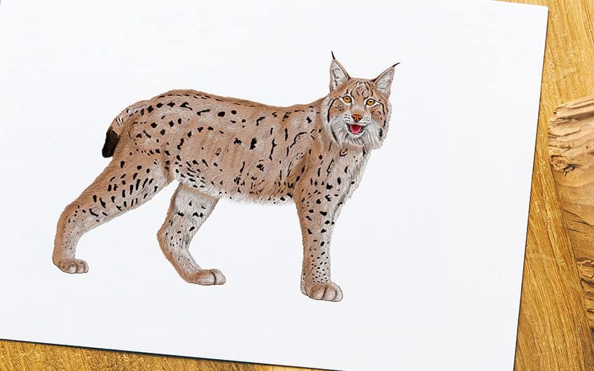 How to Draw a Lynx Create a Majestic and Stealthy Lynx Sketch