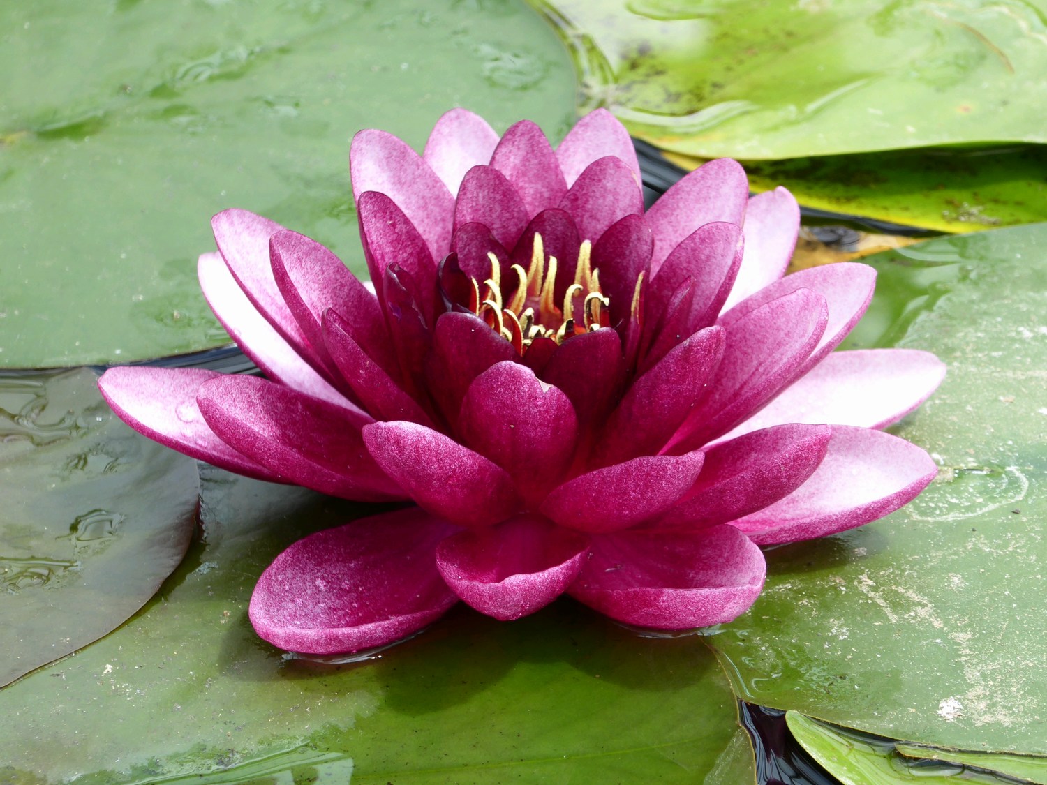 Nymphaea Almost Black Water Lily Artisan Aquatics