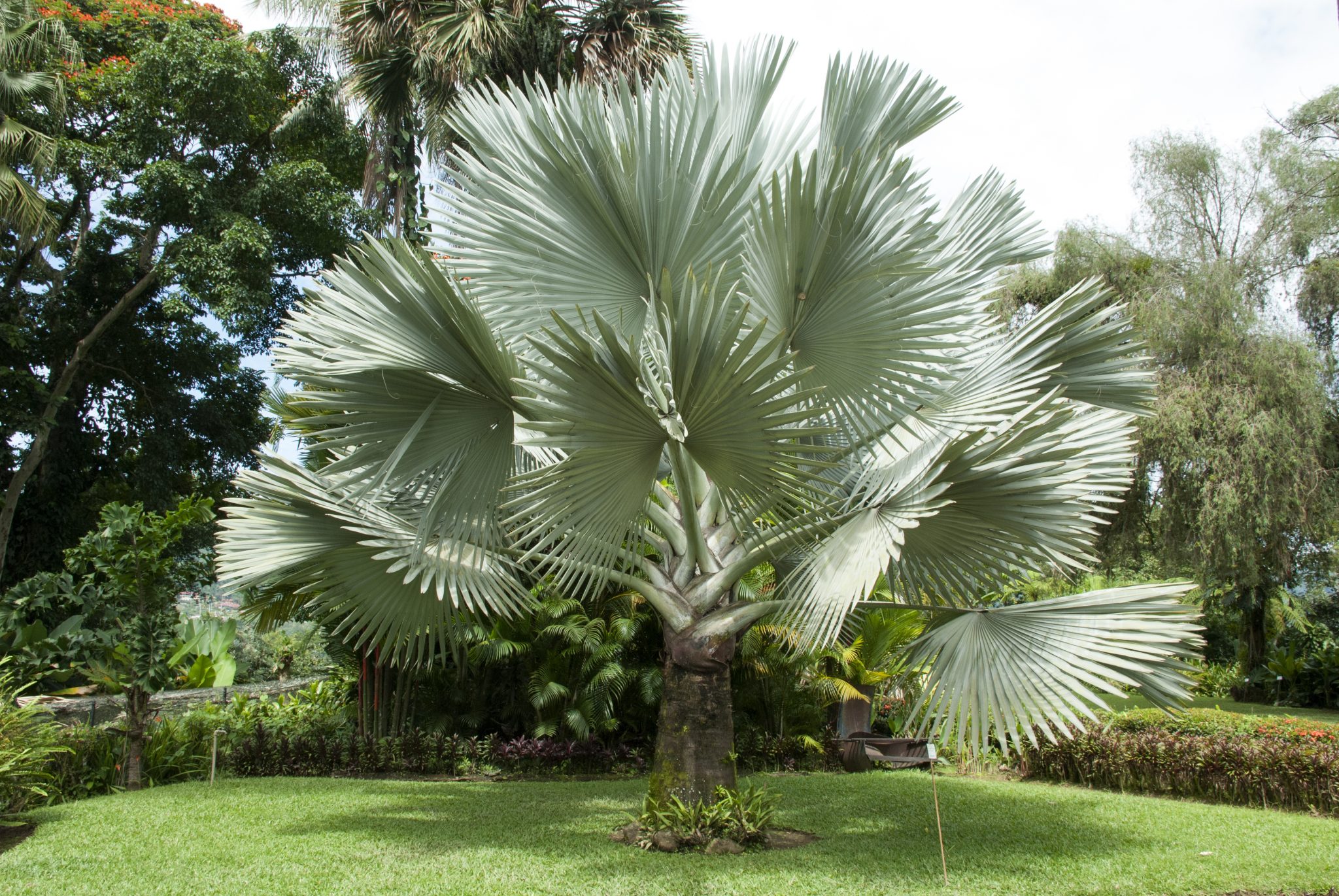 The Silver Bismarck Palm Prince of Florida Landscapes ArtisTree