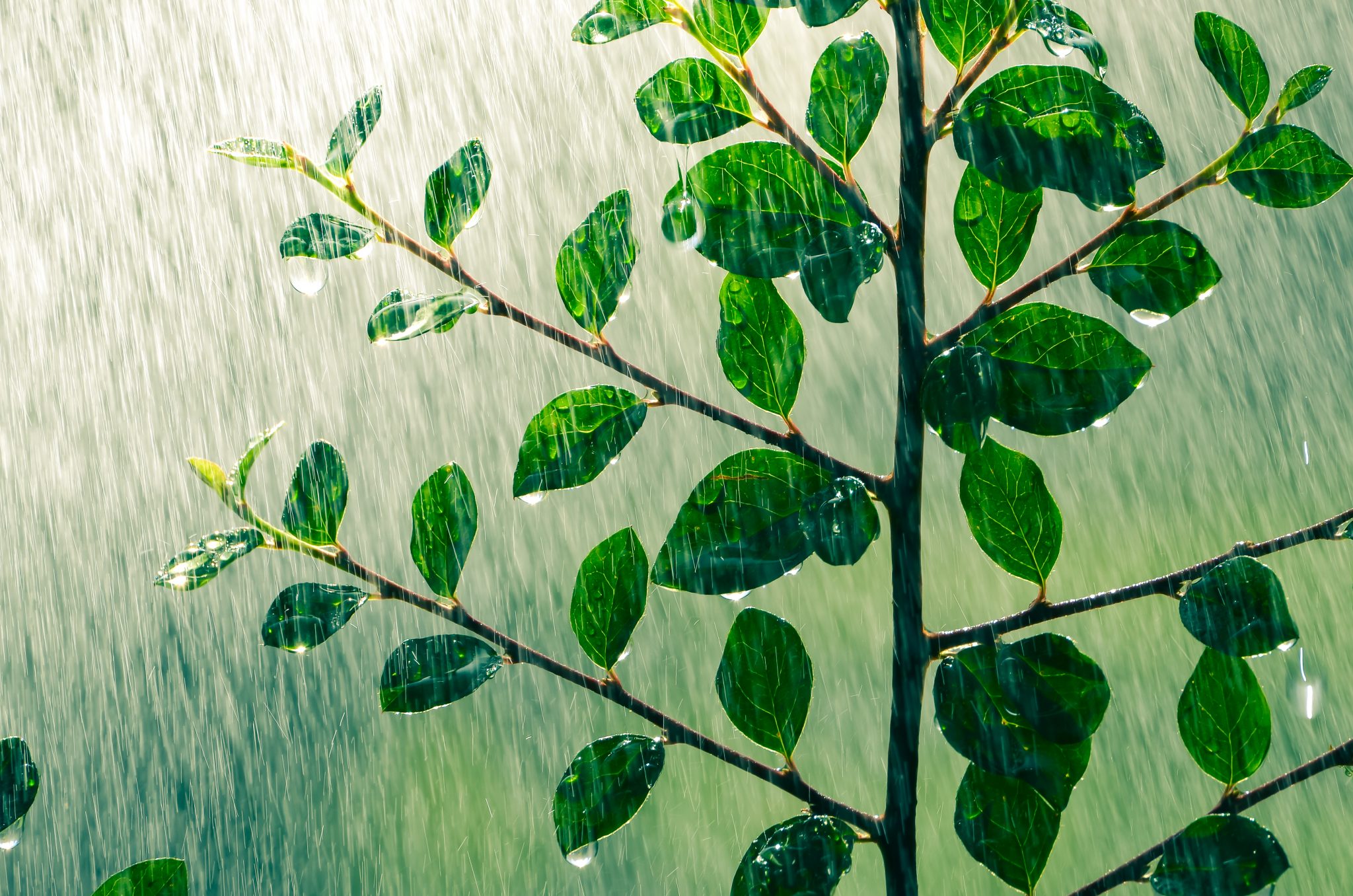 Sarasota WaterLoving Plants ArtisTree ArtisTree