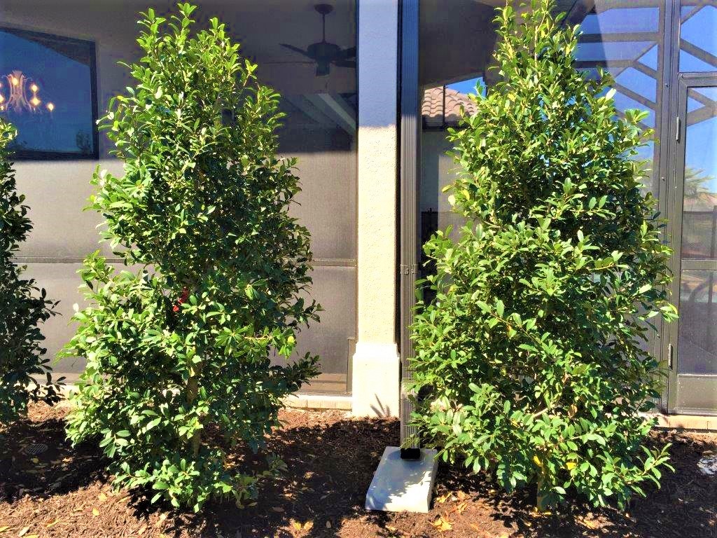 Eagleston Hollies Among Sarasota’s Best Privacy Fences ArtisTree