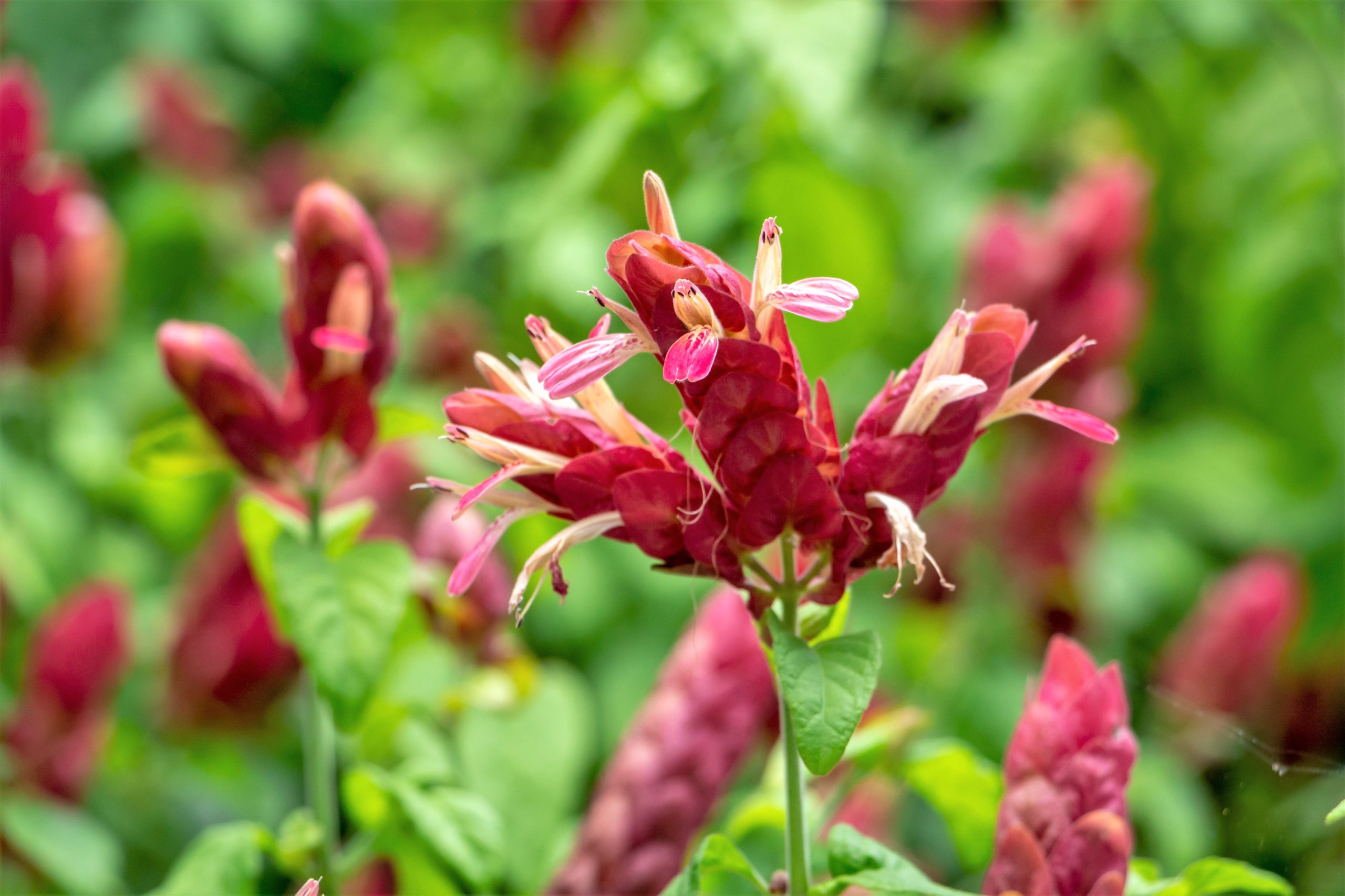 Shrimp Plants a Tasteful Choice for Florida Landscapes ArtisTree