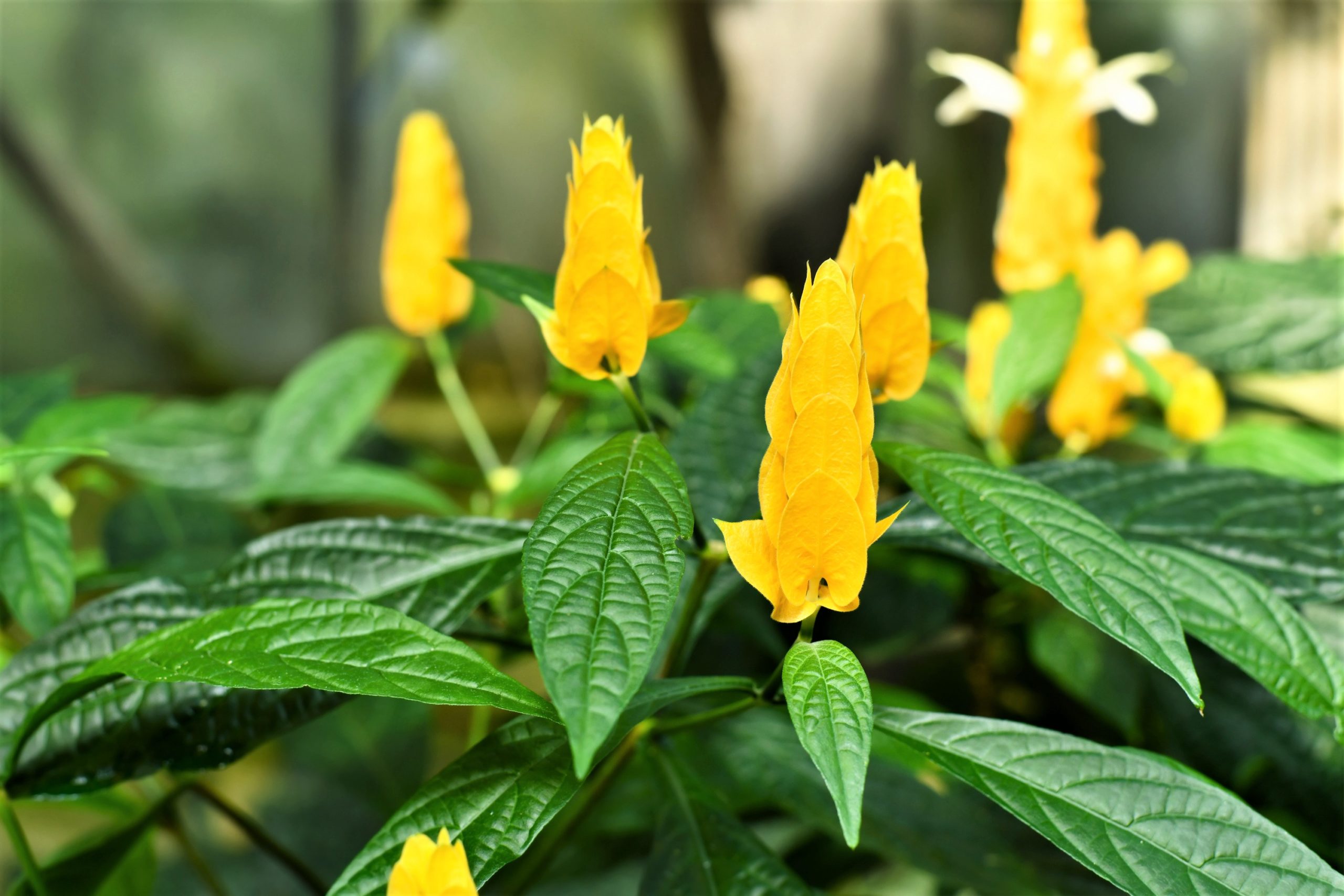 Shrimp Plants a Tasteful Choice for Florida Landscapes ArtisTree
