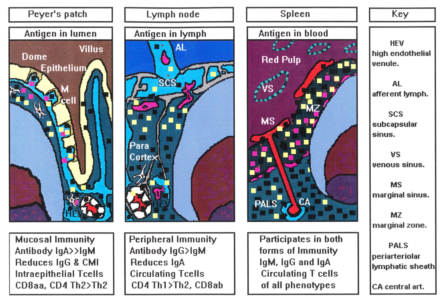 Lymphatic Tissues Lecture November 4, 2016, Art Anderson