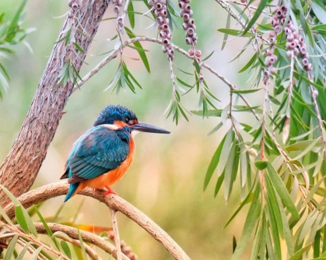 Kingfisher Painting Art Of Paint By Numbers