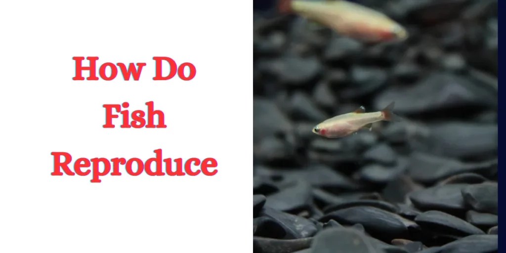 Understanding Fish Reproduction Methods and Patterns