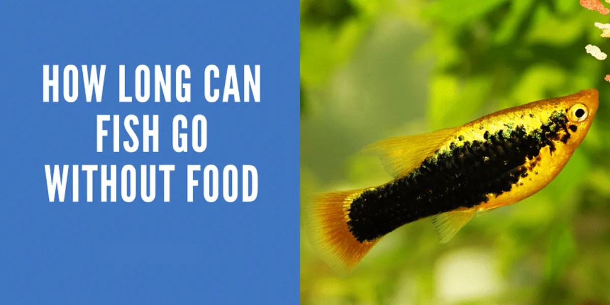 How Long Can Betta Fish Go Without Food? Feeding Guide