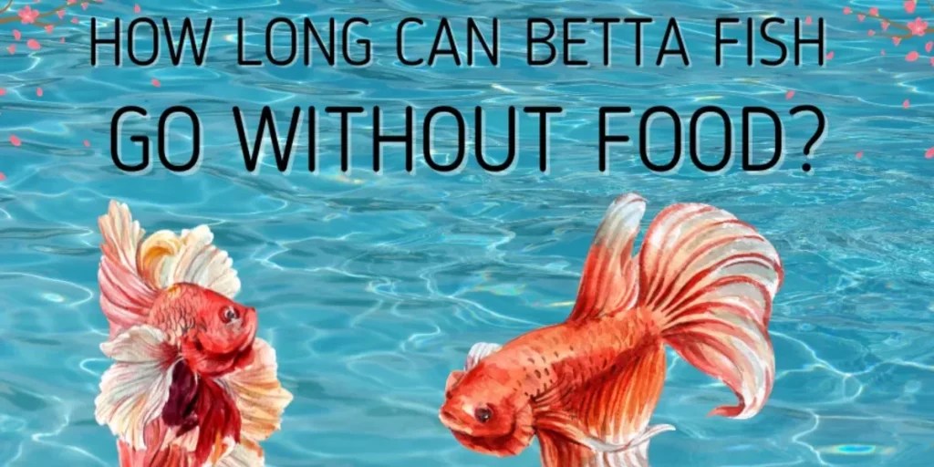 How Long Can Betta Fish Go Without Food? Feeding Guide
