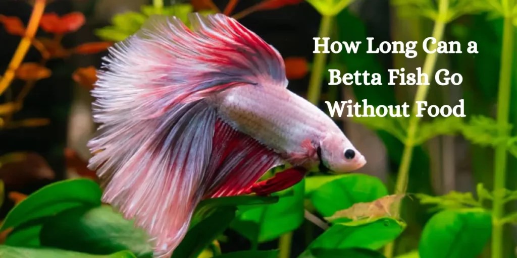 How Long Can a Betta Fish Go Without Food?