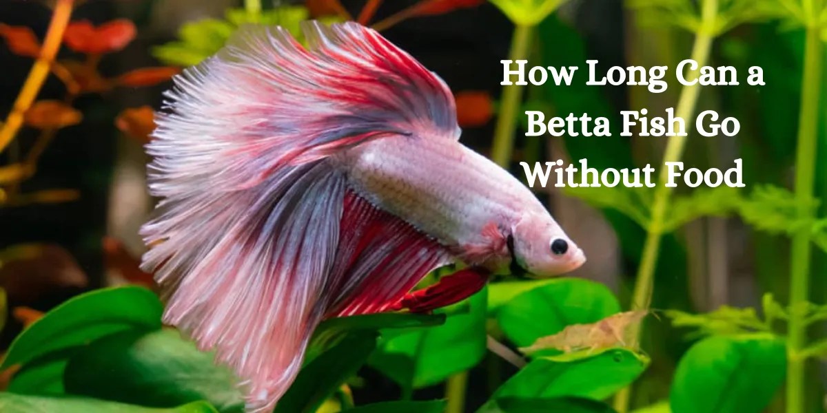 How Long Can a Betta Fish Go Without Food?