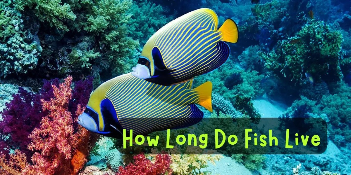 Lifespan of Fish How Long Do Different Fish Species Live?