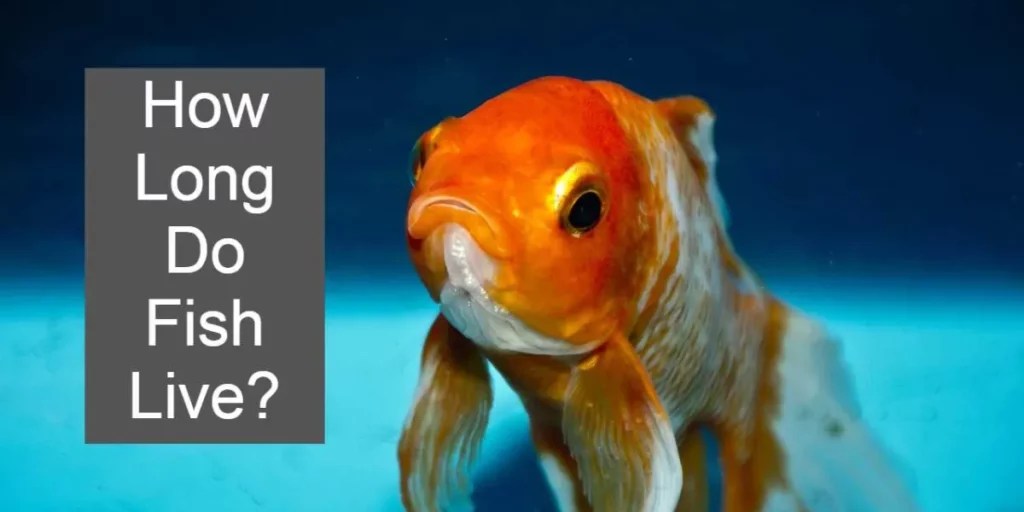 Lifespan of Fish How Long Do Different Fish Species Live?