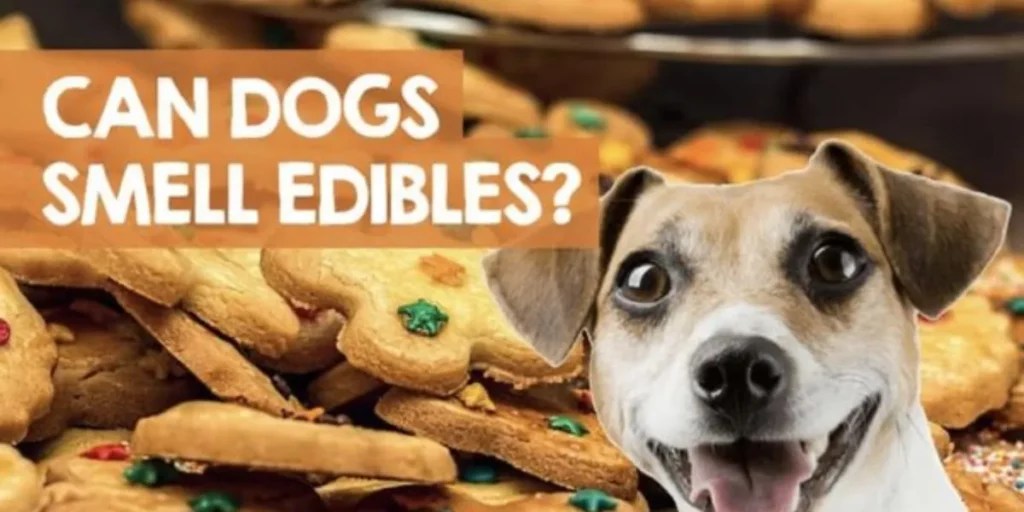 Can Dogs Detect Properly Packaged Edibles Expert Insights