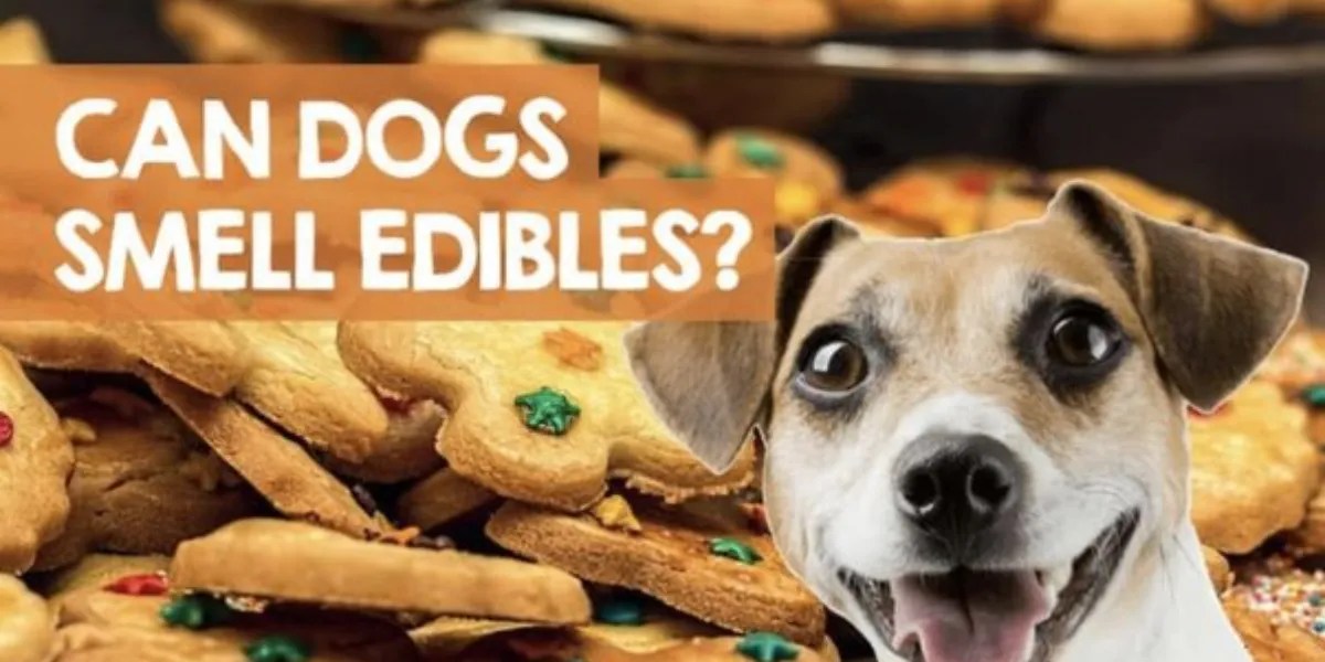 Can Dogs Detect Properly Packaged Edibles Expert Insights
