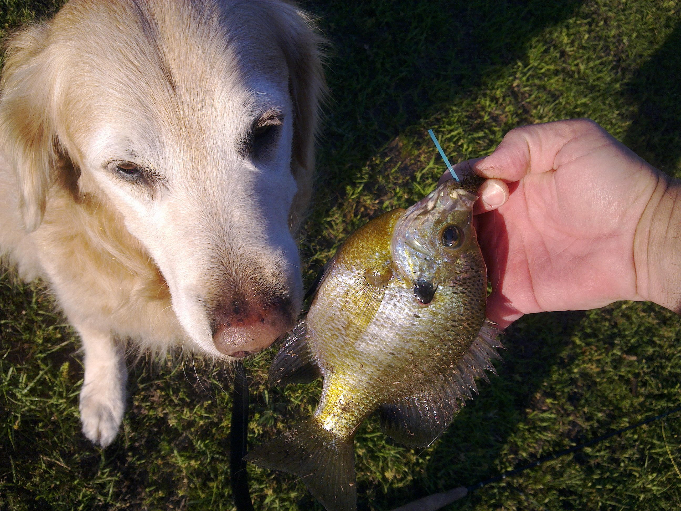 Fall Bream Ponds Mon Valley Outdoors