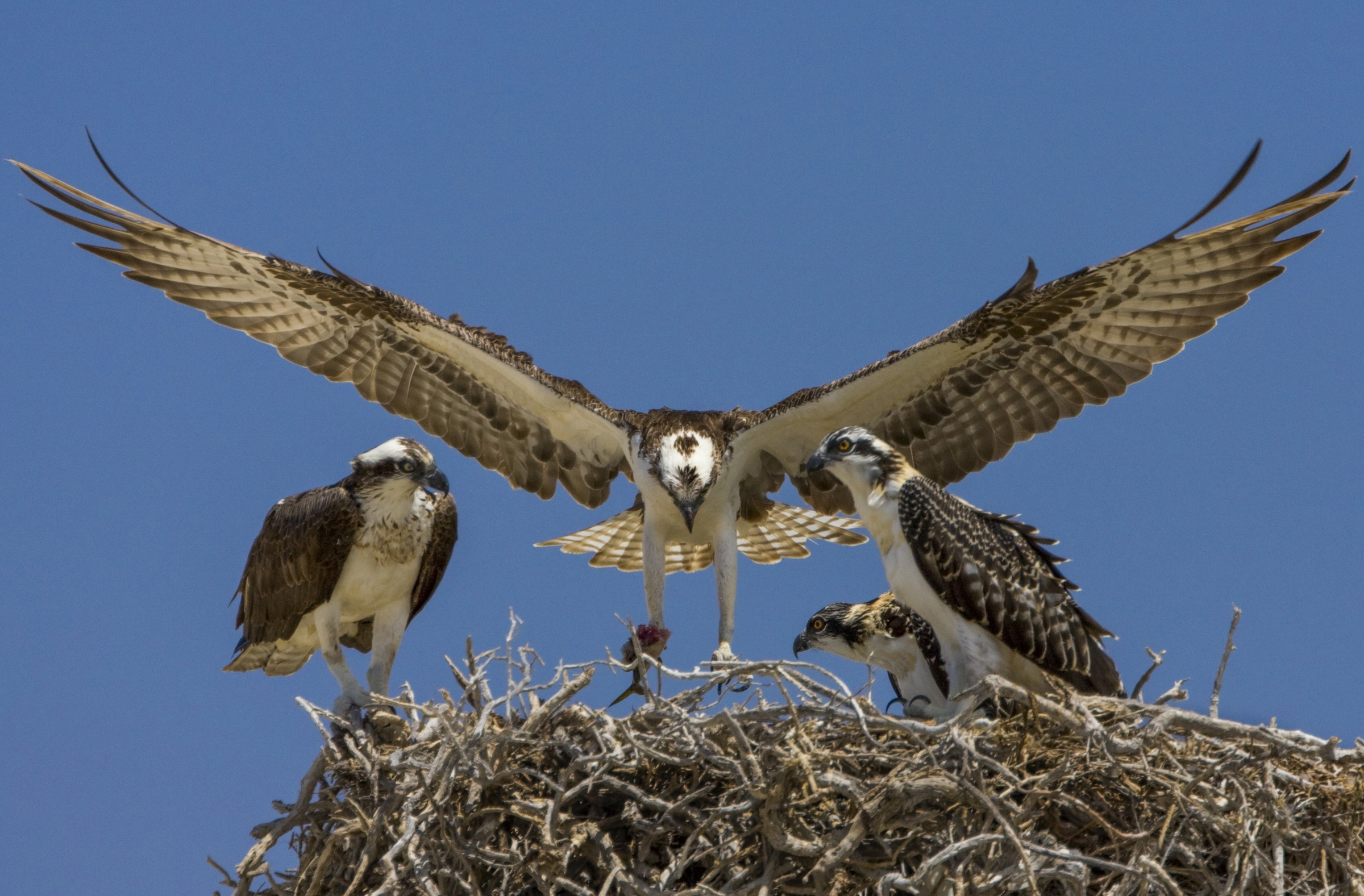 Osprey Returns to the Nest, Baja California, Mexico Art Wolfe